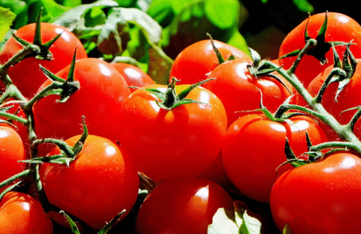 Pomidorai