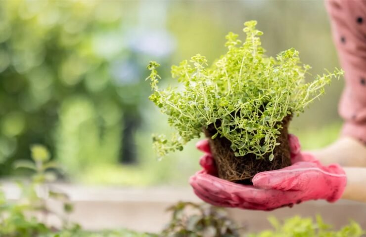 Atrask auginimo džiaugsmą