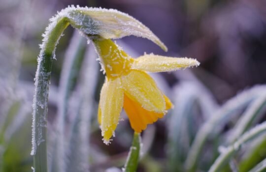 Pavasirinės šalnos