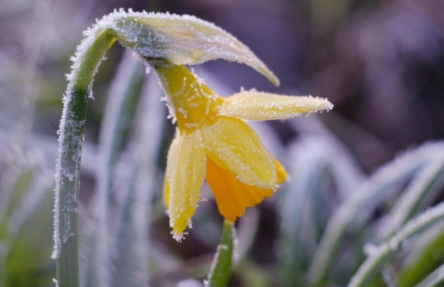 Pavasirinės šalnos