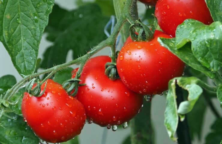 Pomidorai