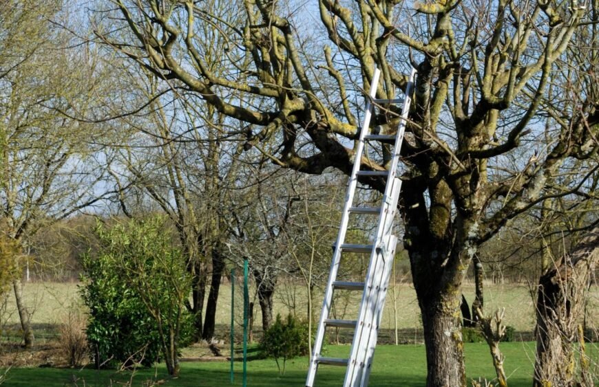 Kopėčios prie vaismedžio sode, medžių genėjimas rudenį