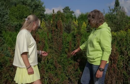 Agronomė konsultantė Loreta Aleknavičienė medelyne rodo šalnų pažeistas kukmedžių šakas