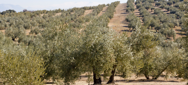 Kaip maitinti alyvuoges ir palmes vazonuose?