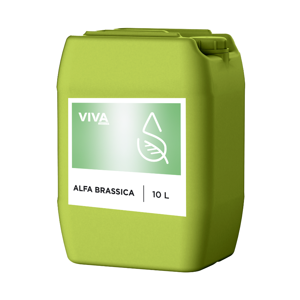 ALFA BRASSICA